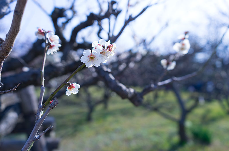 Plum at Osaka Castle park