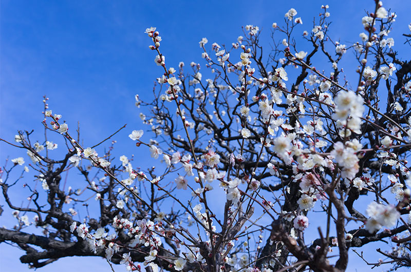 Plum at Osaka Castle park