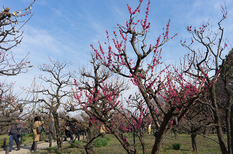 Plum tress at Osaka Castle park