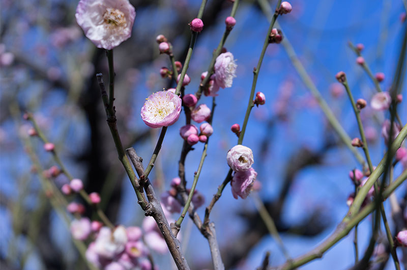 Plum at Osaka Castle park