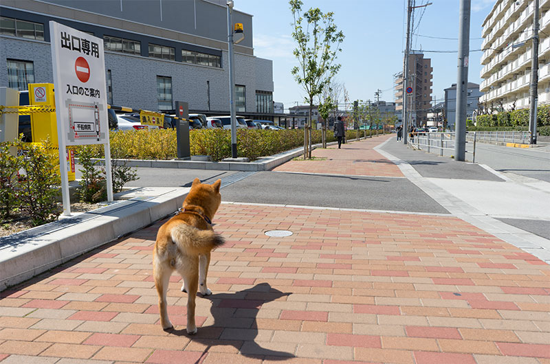 Shiba Inu's Amo-san walking around Fuku station