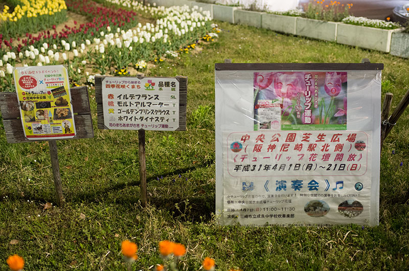 Tulips garden at central park of Northern Amagasaki station