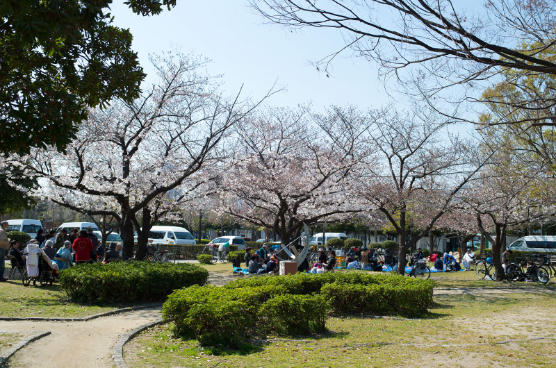 Cherry blossom party at Odaminami park