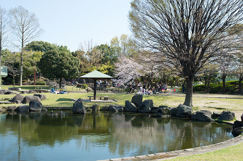 Cherry blossom party at Odaminami park