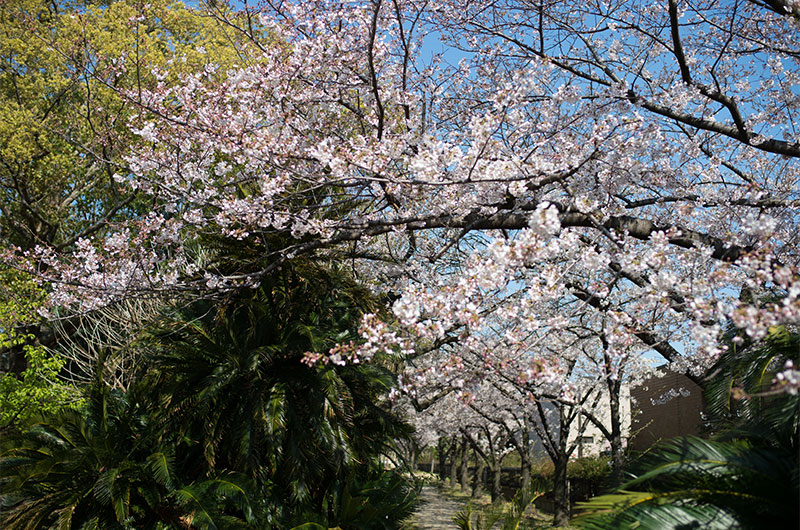 Cherry blossoms at Daimotsu park