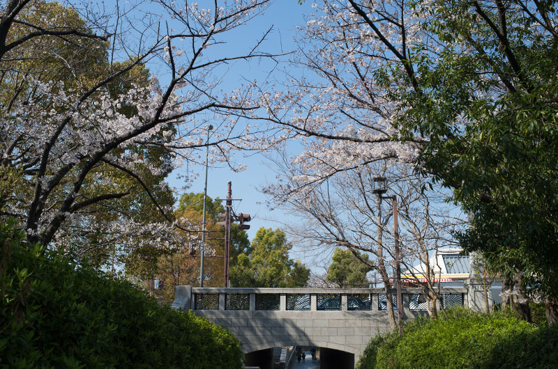 Cherry blossoms at Daimotsu park and Route No. 2