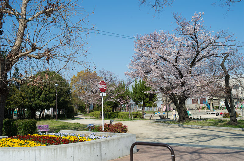 Cherry blossoms and cosmos at Inagawa park