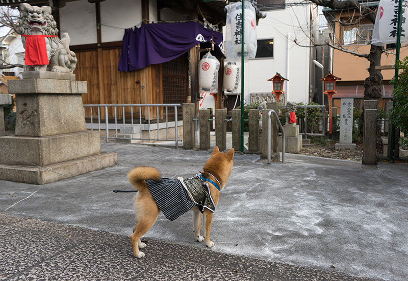 Guardian dogs and Shiba Inu’s Amo-san