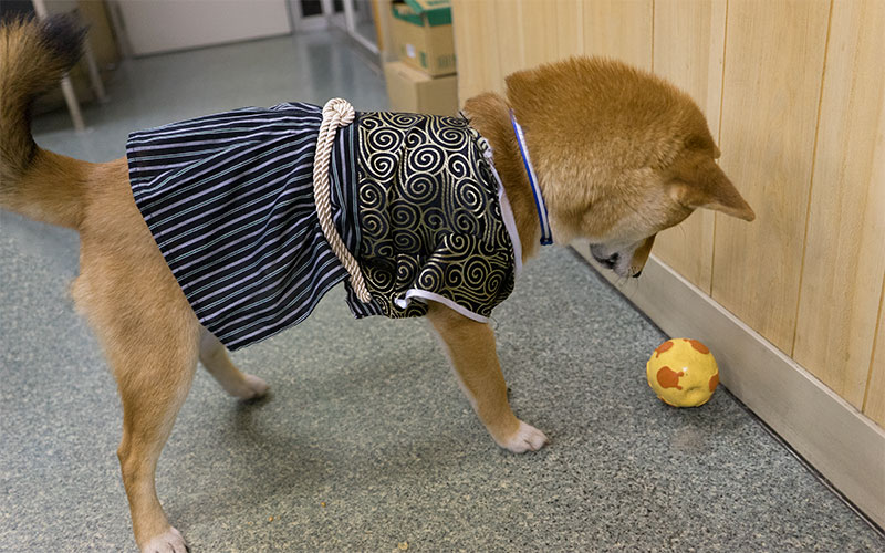 Shiba Inu's Amo-san playing with ball