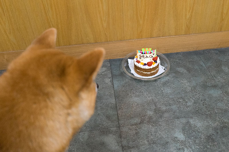 Birthday cake for Shiba Inu’s Amo-san’s three years old