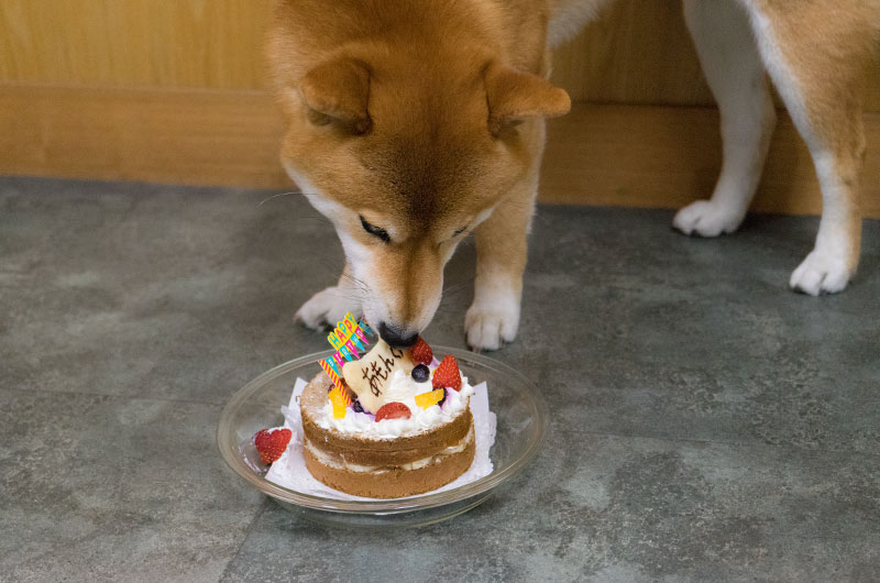 Shiba Inu’s Amo-san having his Birthday cake