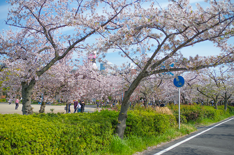 Cherry trees in Kema Sakuranomiya Park