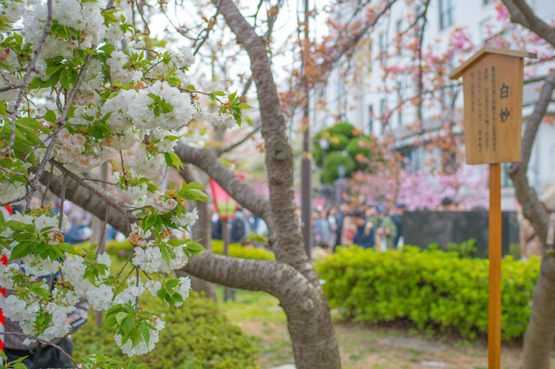 Shirotae, a kind of Cherry tree, in pathways lined with cherry trees of the Mint Bureau