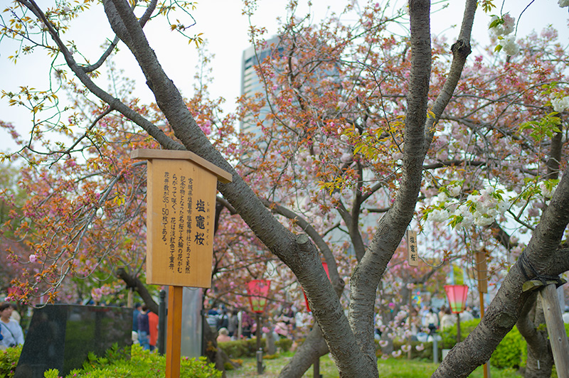Shiogamazakura, a kind of Cherry tree, in pathways lined with cherry trees of the Mint Bureau