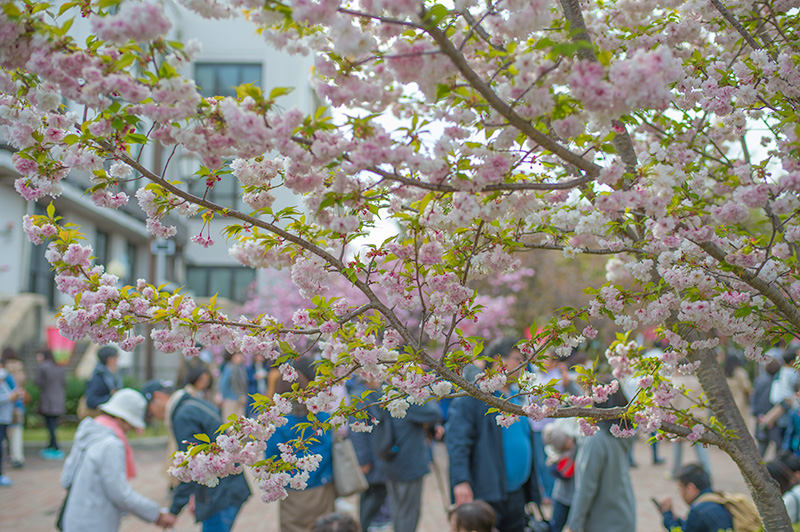 Pathways lined with cherry trees of the Mint Bureau