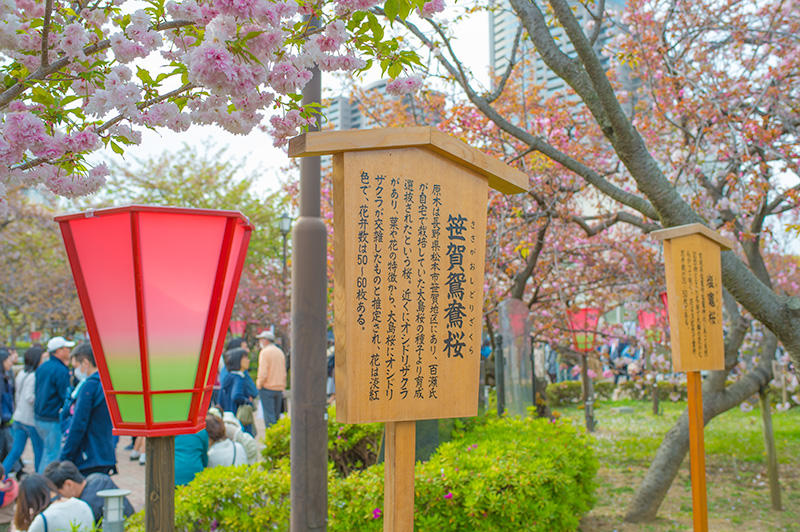 Sasagaoshidorizakura, a kind of Cherry tree, in pathways lined with cherry trees of the Mint Bureau