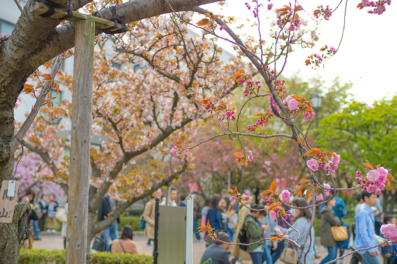 Pathways lined with cherry trees of the Mint Bureau