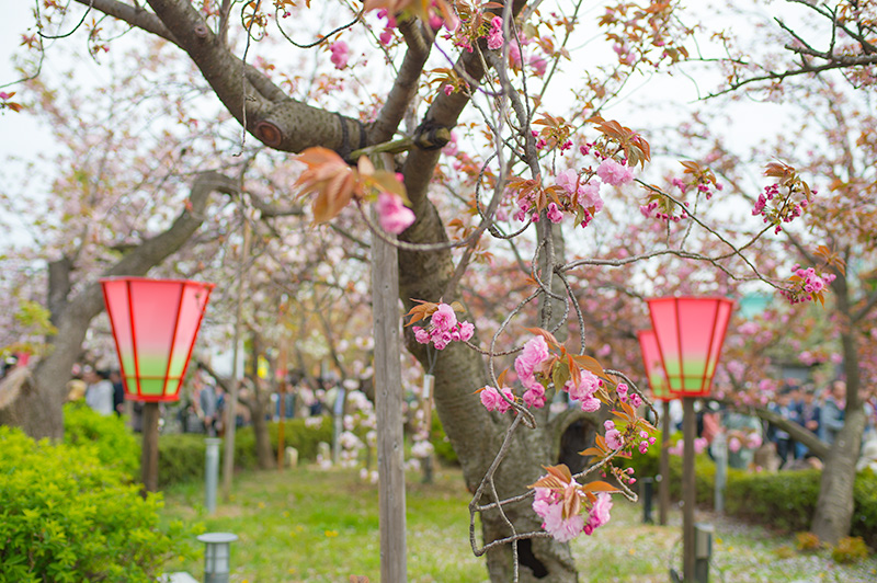 Pathways lined with cherry trees of the Mint Bureau