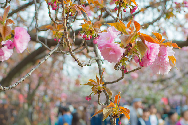 Pathways lined with cherry trees of the Mint Bureau