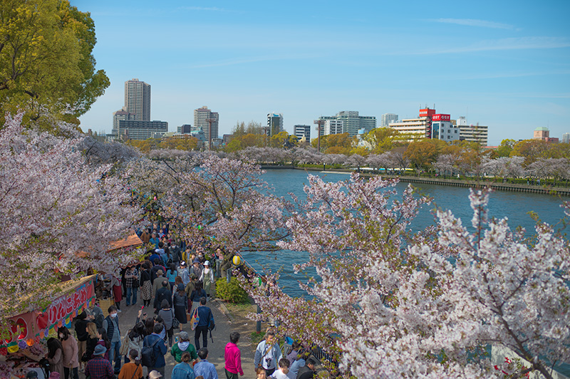 Oh River and Cherry trees looking from Sakuranomiya Bridge on Route No. 1