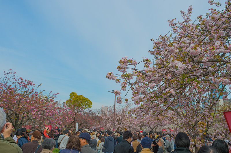 Crowd around South gate of Mint Bureau in pathways lined with cherry trees