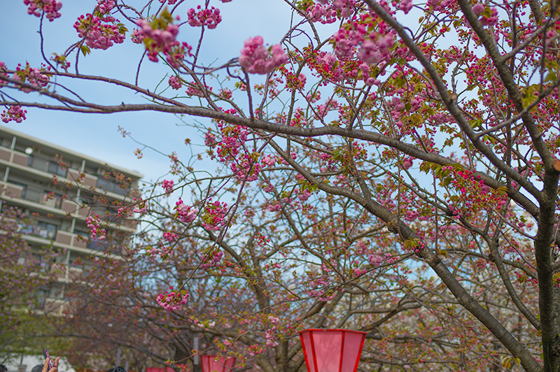 Pathways lined with cherry trees of the Mint Bureau