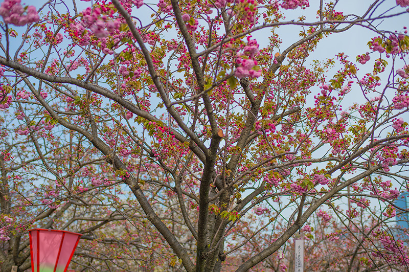 Pathways lined with cherry trees of the Mint Bureau