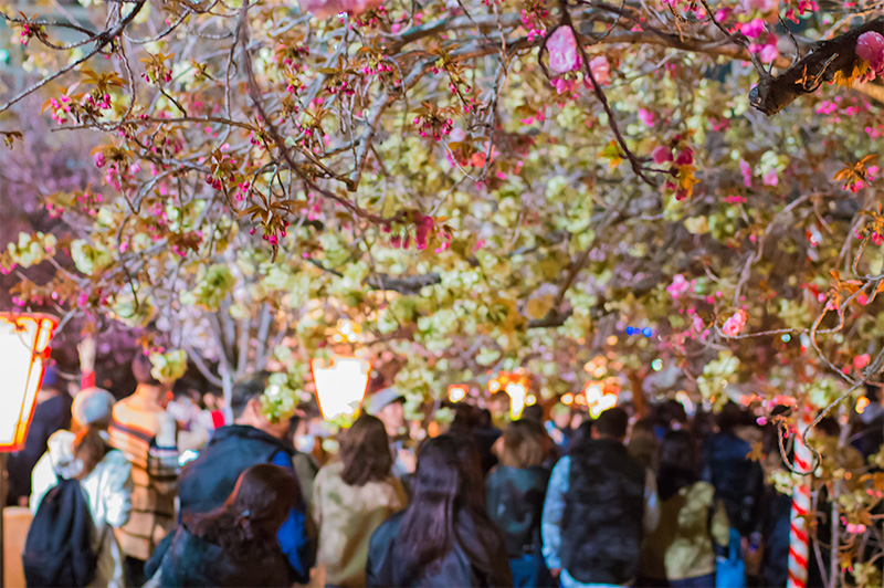 Cherry trees and Crowd in pathways lined with cherry trees of the Mint Bureau
