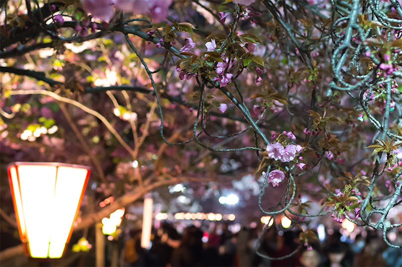 Cherry trees in Osaka Mint Bureau at night