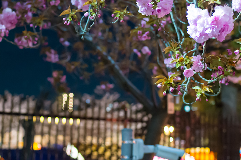 Cherry trees in Osaka Mint Bureau at night