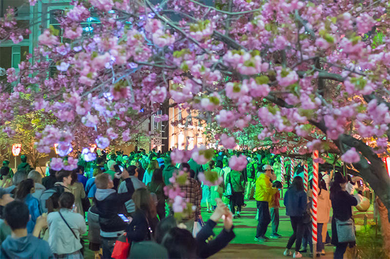 Chery trees and Mint museum at night