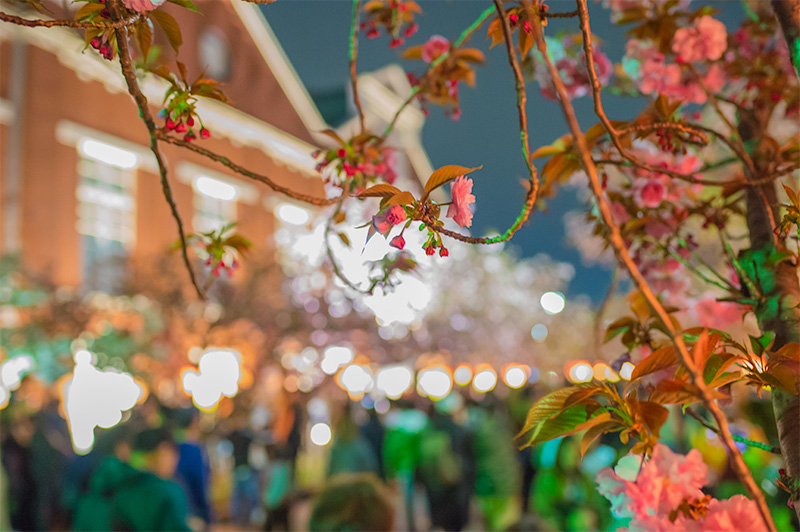 Chery trees and Mint museum at night