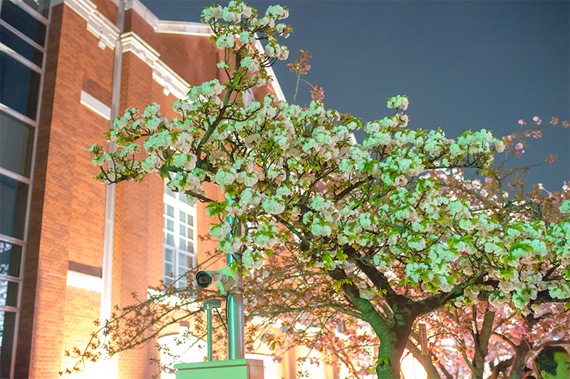 Chery trees and Mint museum at night