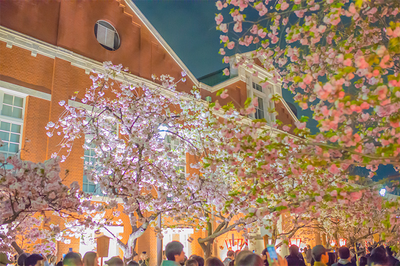 Chery trees and Mint museum at night