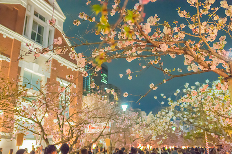 Chery trees and Mint museum at night