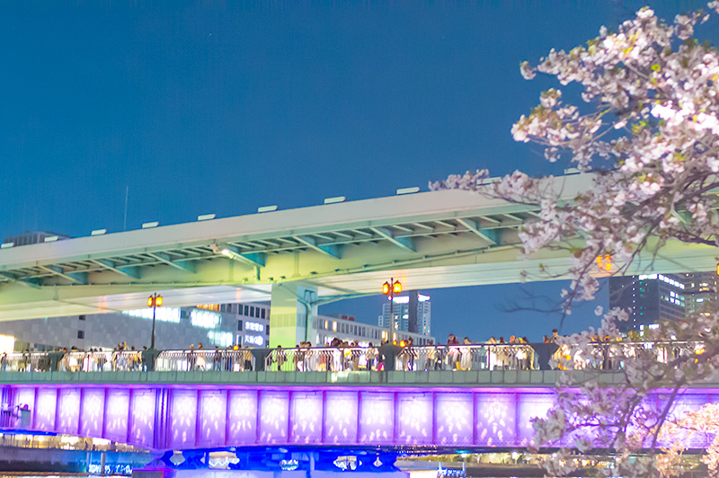 Cherry trees and Tenma Bridge illuminated at night