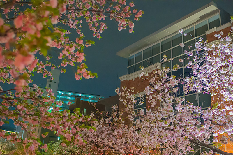 Chery trees and Mint museum at night