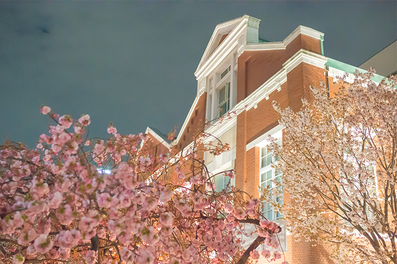 Chery trees and Mint museum at night