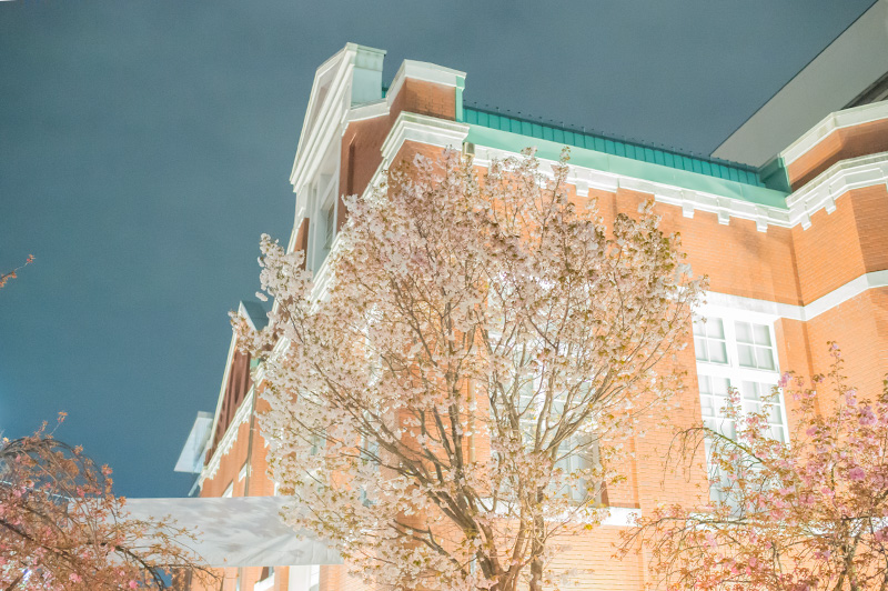 Chery trees and Mint museum at night