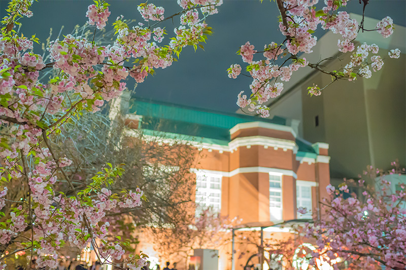 Chery trees and Mint museum at night