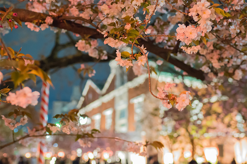 Chery trees and Mint museum at night