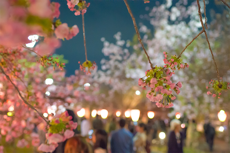 Cherry trees in Osaka Mint Bureau at night