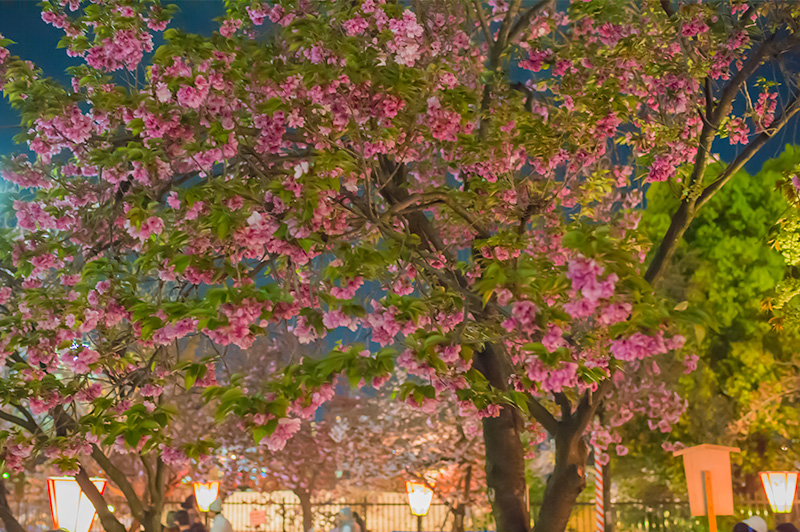 Cherry trees in Osaka Mint Bureau at night