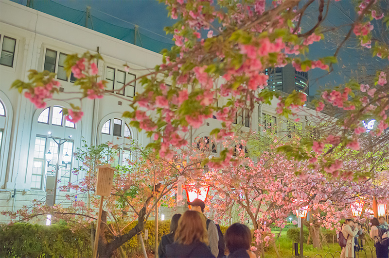 Cherry trees and Mint Bureau at night