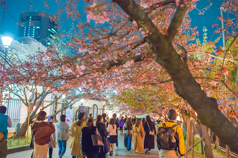 Cherry trees and former main gate of the Mint Bureau at night