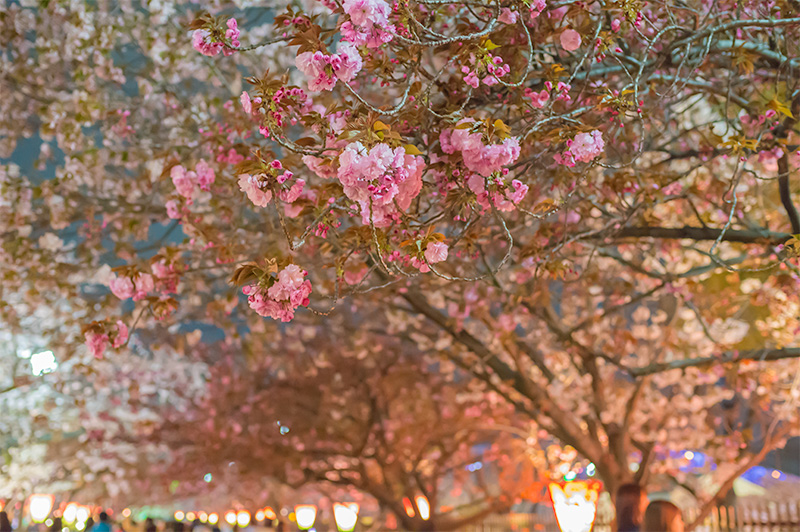 Cherry trees in Osaka Mint Bureau at night