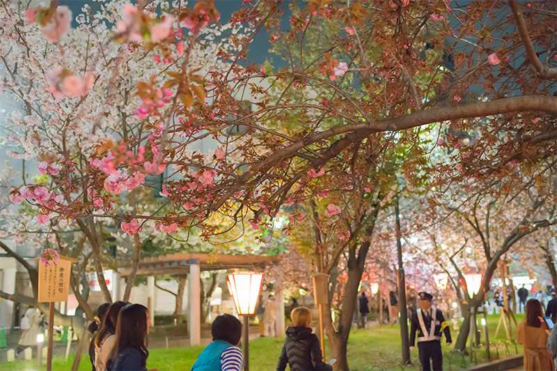 Cherry trees in Osaka Mint Bureau at night