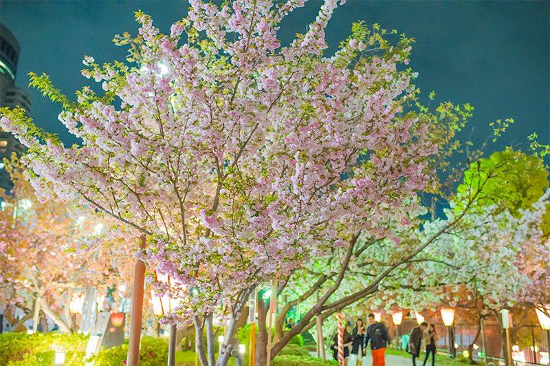 Cherry trees in Osaka Mint Bureau at night