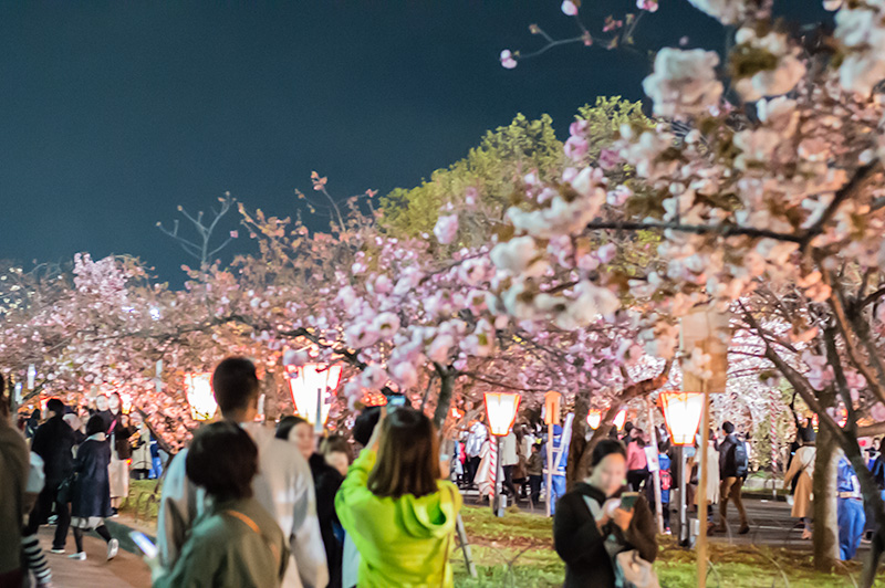 Cherry trees in Osaka Mint Bureau at night