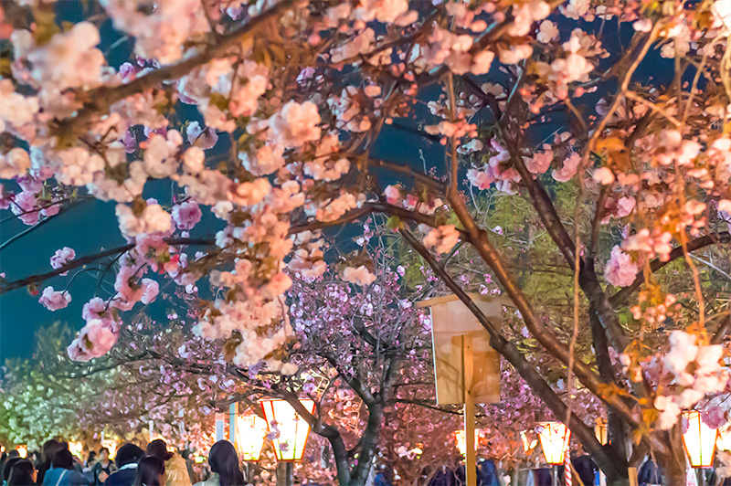 Marvelous Cherry blossoms in Osaka Mint Bureau at night